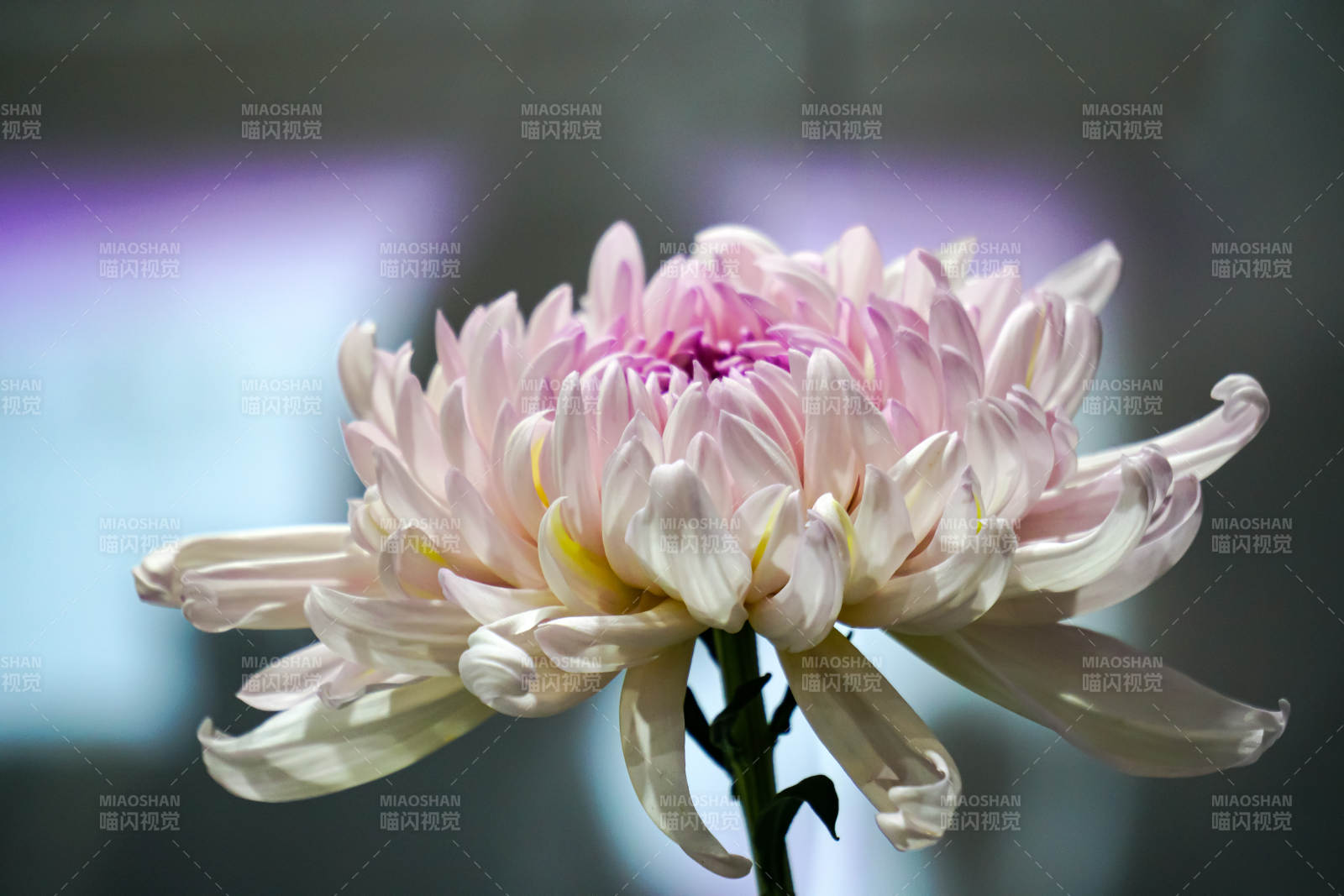 淡雅菊花绽放图片