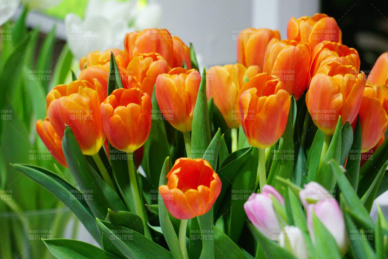 橙色郁金香绽放图片