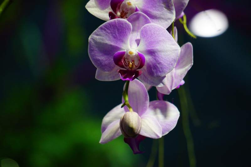 紫兰绽放 优雅迷人图片