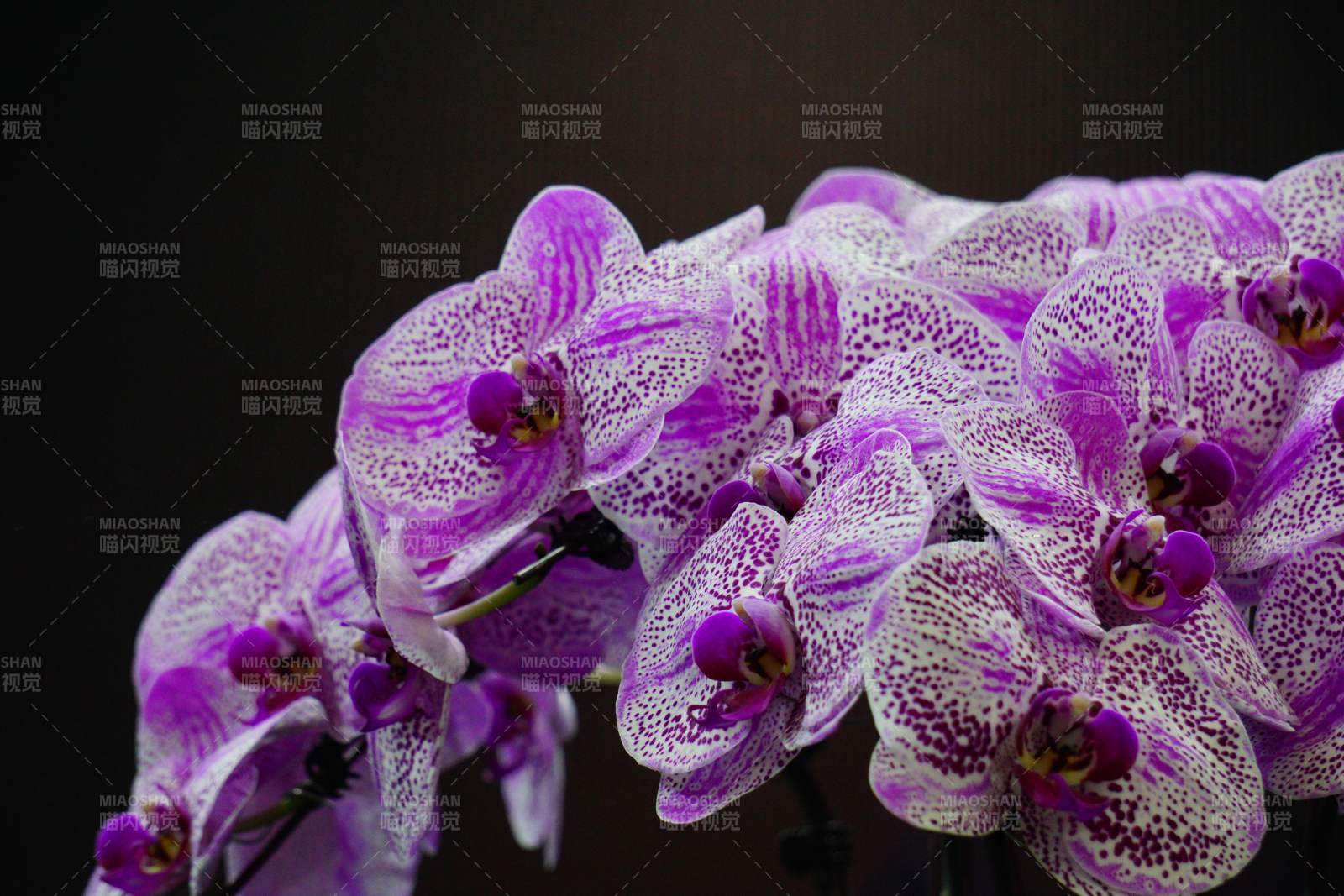 蝴蝶兰花绽放图片