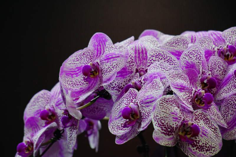 蝴蝶兰花绽放图片