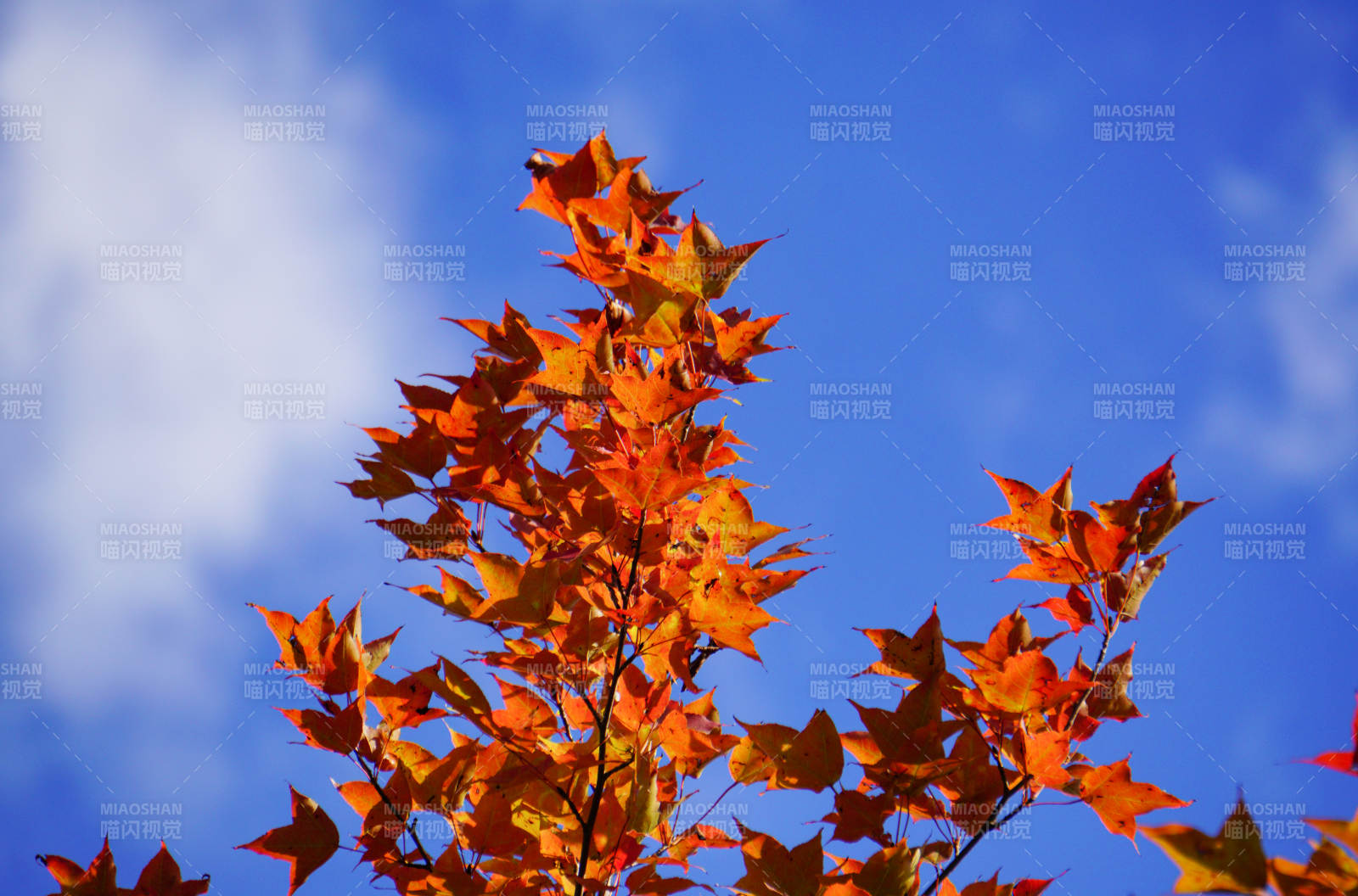 秋叶映蓝天图片