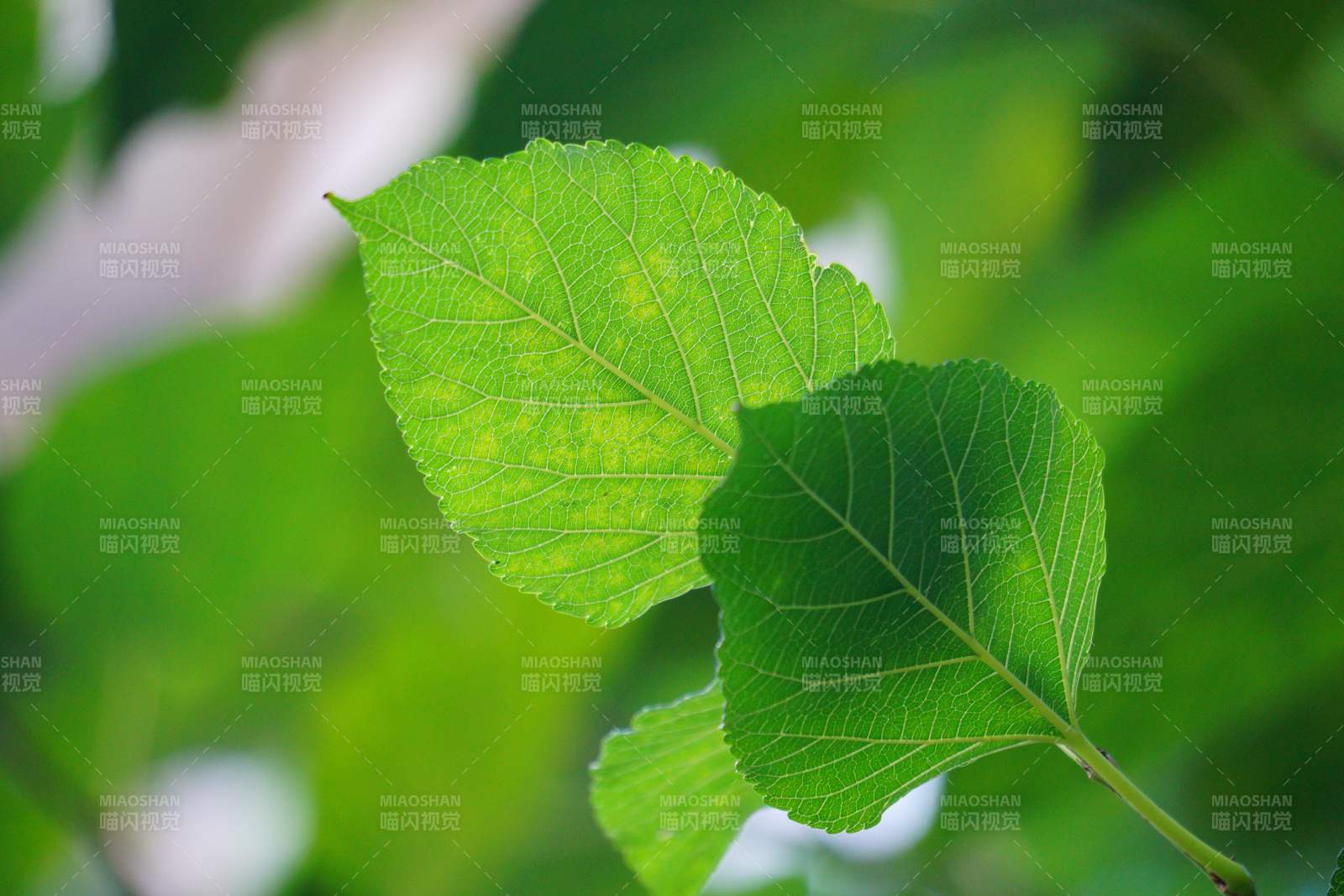 绿叶生机盎然图片