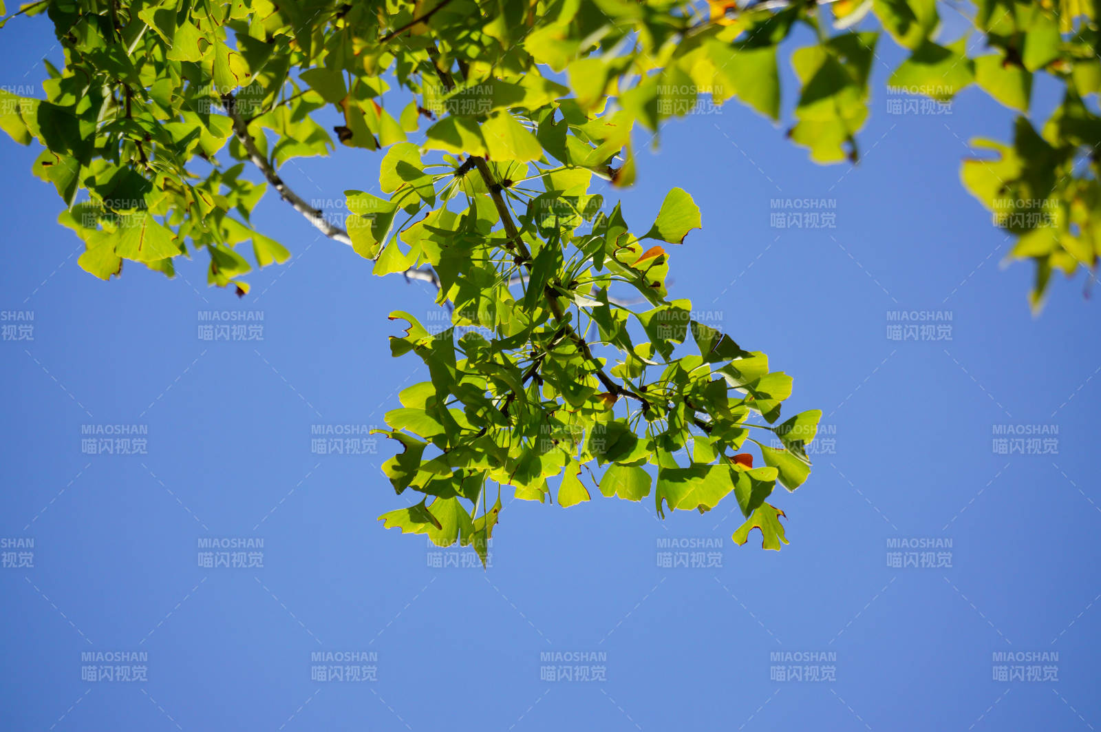 银杏叶蓝天图片