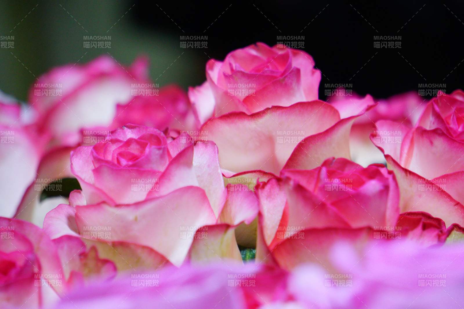 粉红玫瑰绽放图片