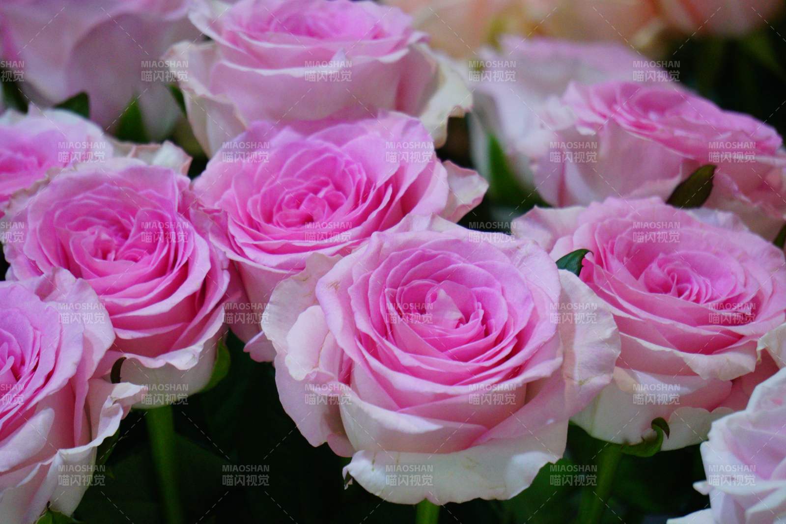 粉玫瑰绽放图片