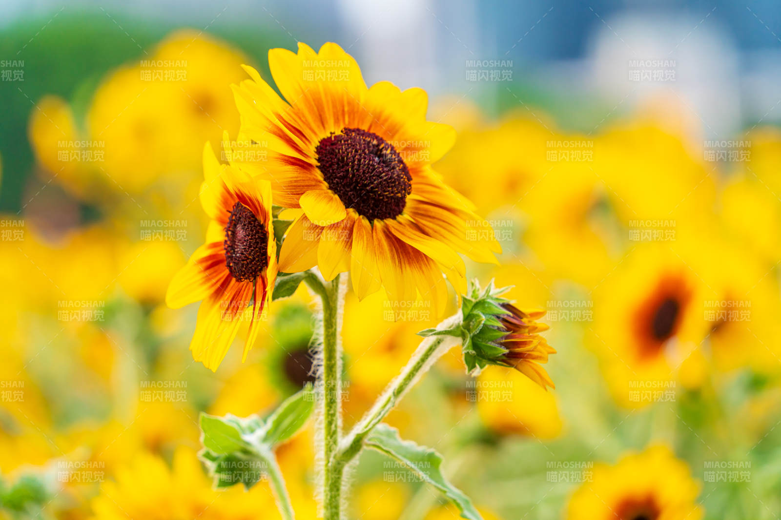 向日葵花海绽放图片