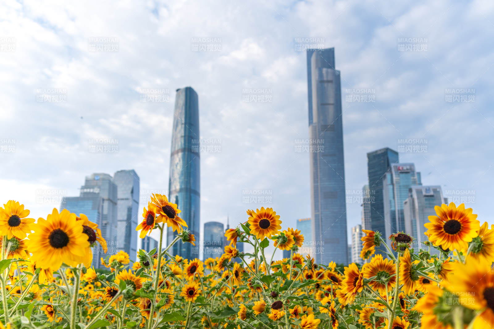 广州珠江新城下的向日葵花海图片