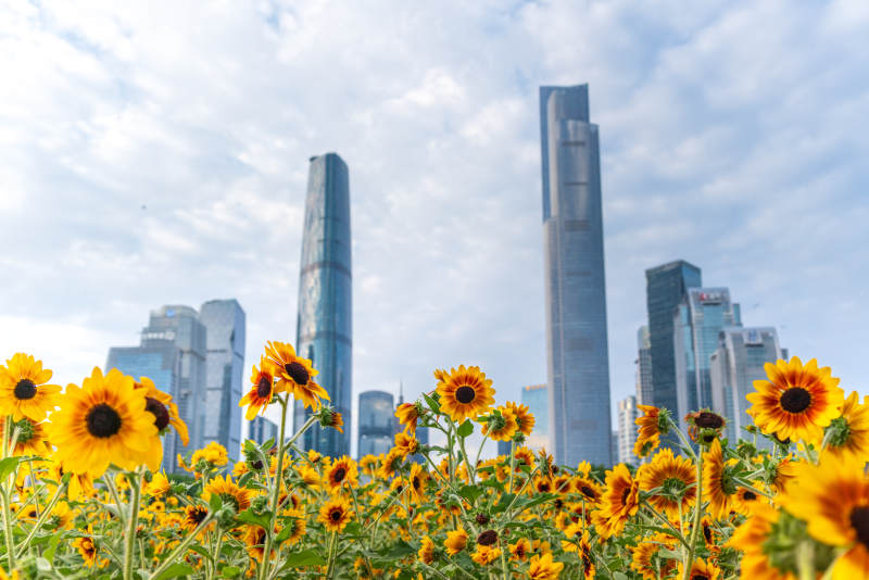 广州珠江新城下的向日葵花海图片