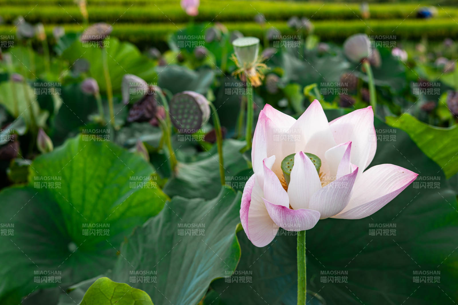 莲花绽放 绿叶相衬图片