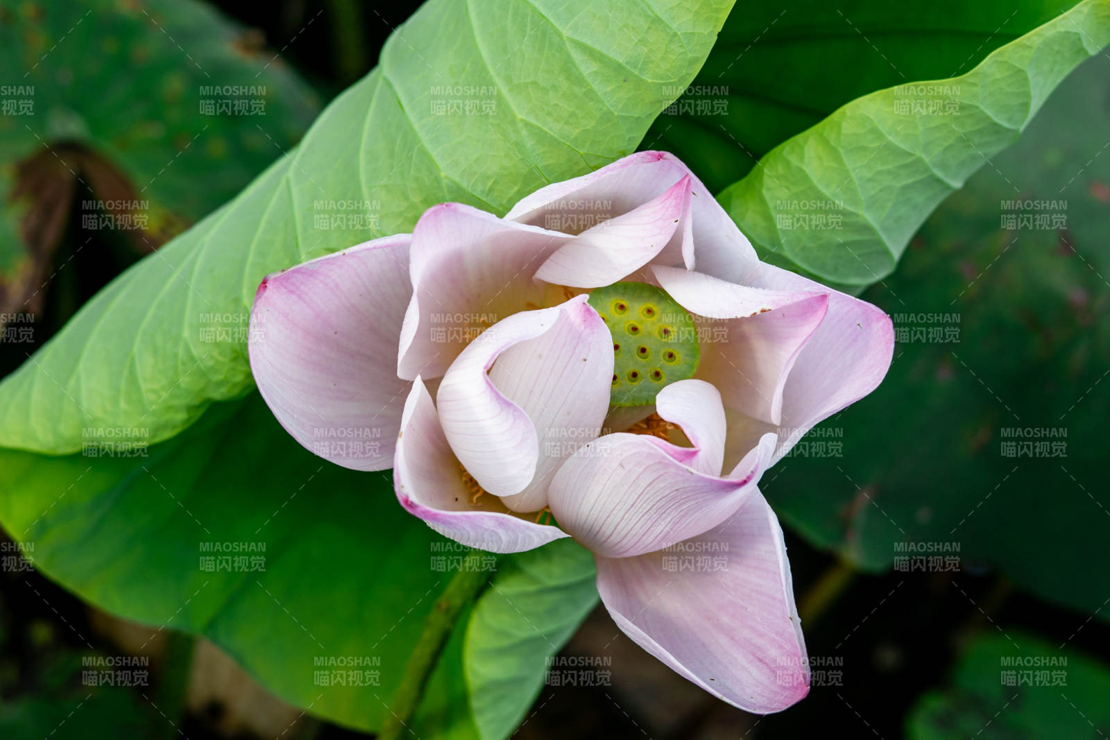 粉莲绽放绿叶间图片