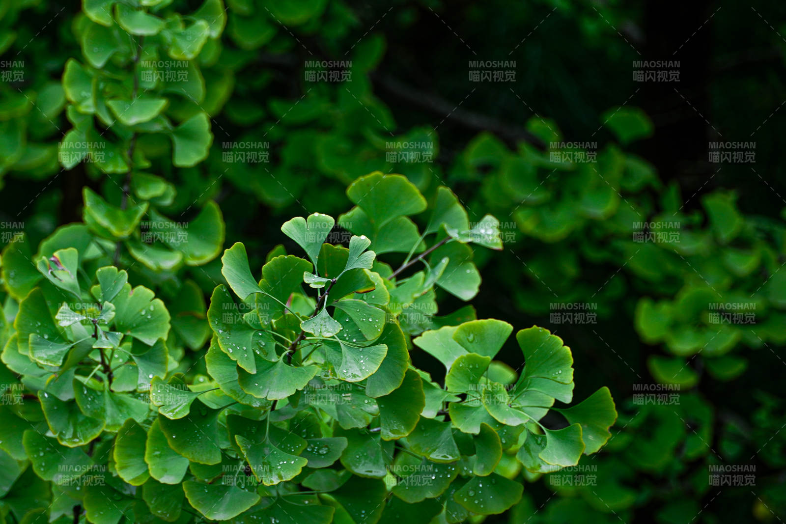 银杏叶翠绿生机图片