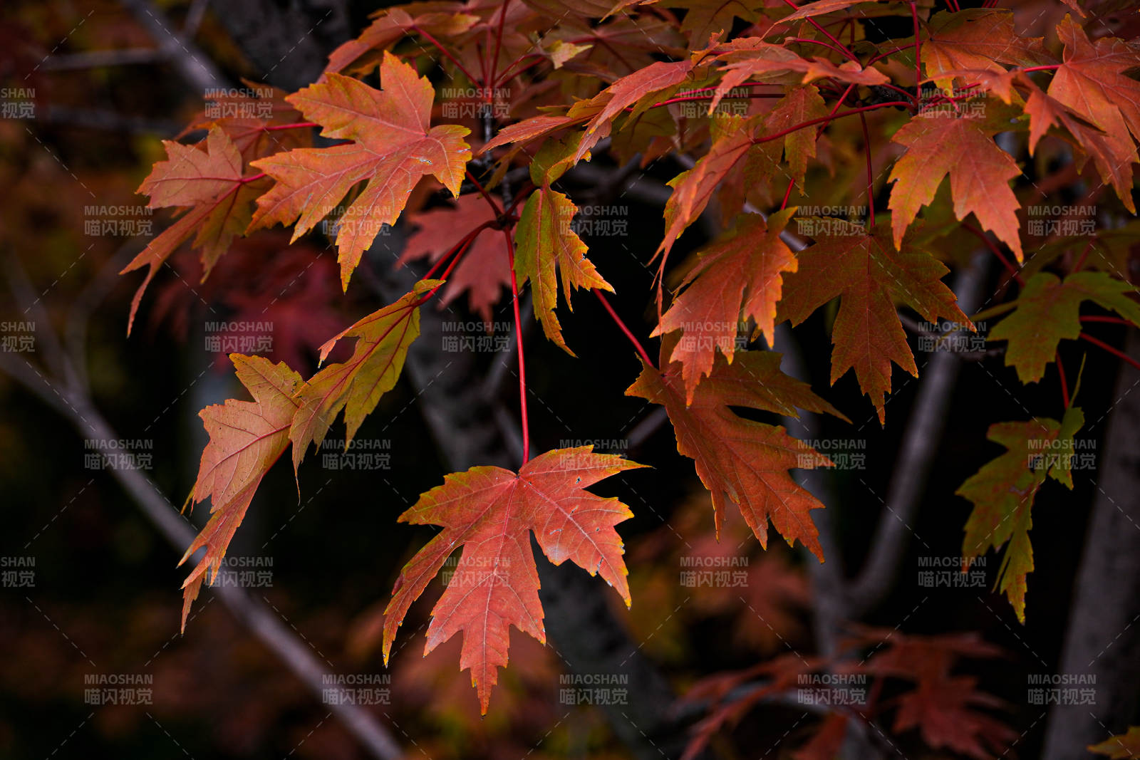 秋枫叶红图片