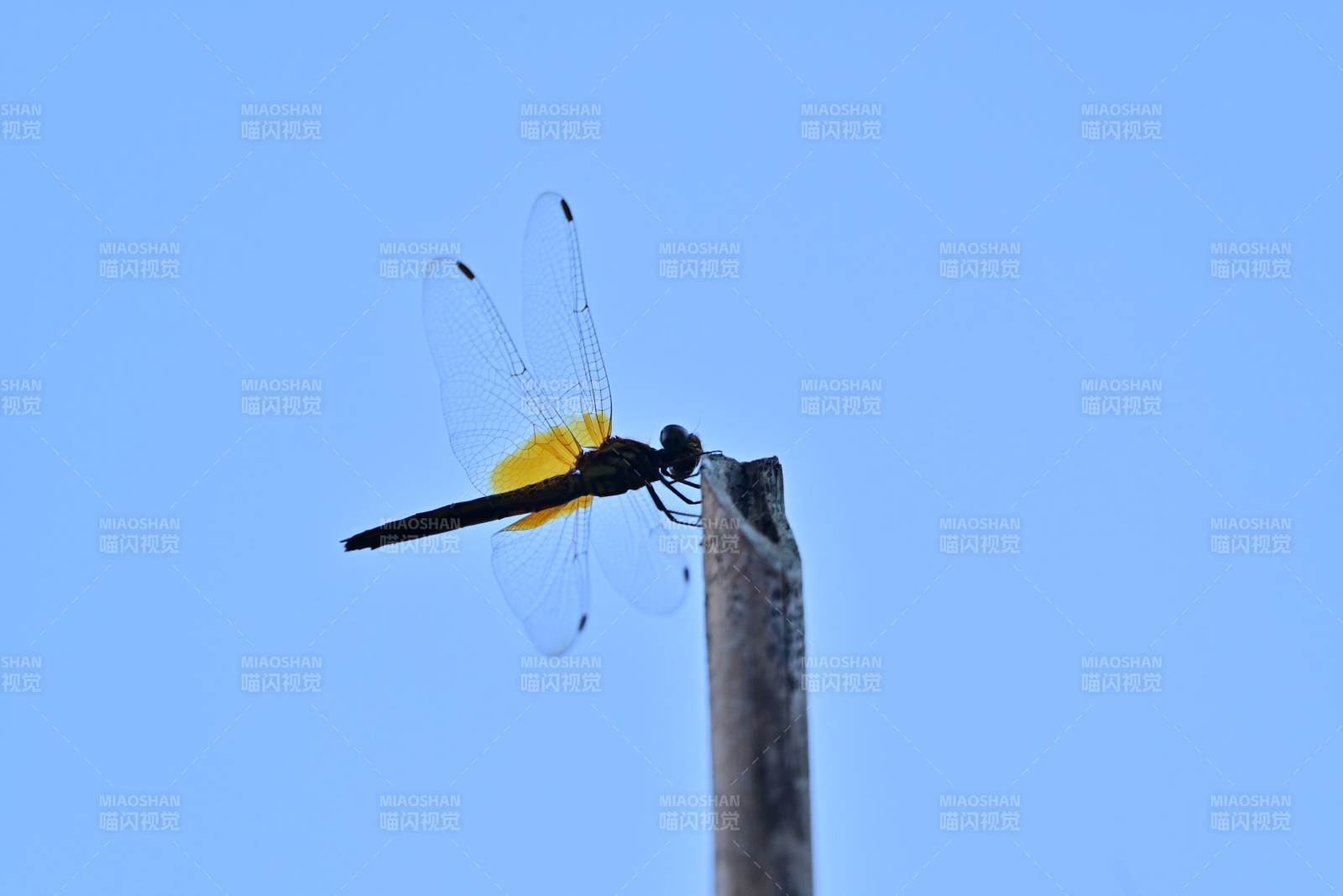 黄翅蜻蜓栖枝头图片