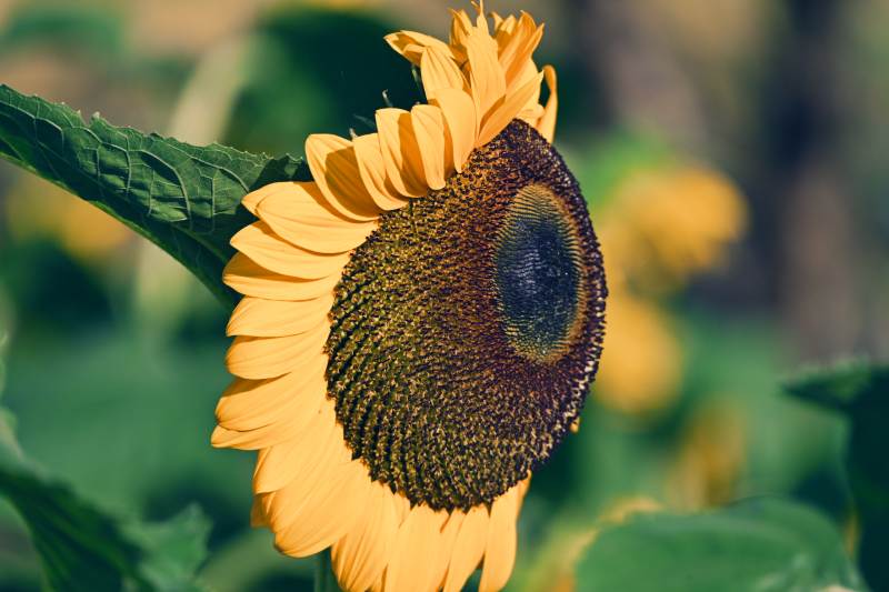 向日葵绽放图片