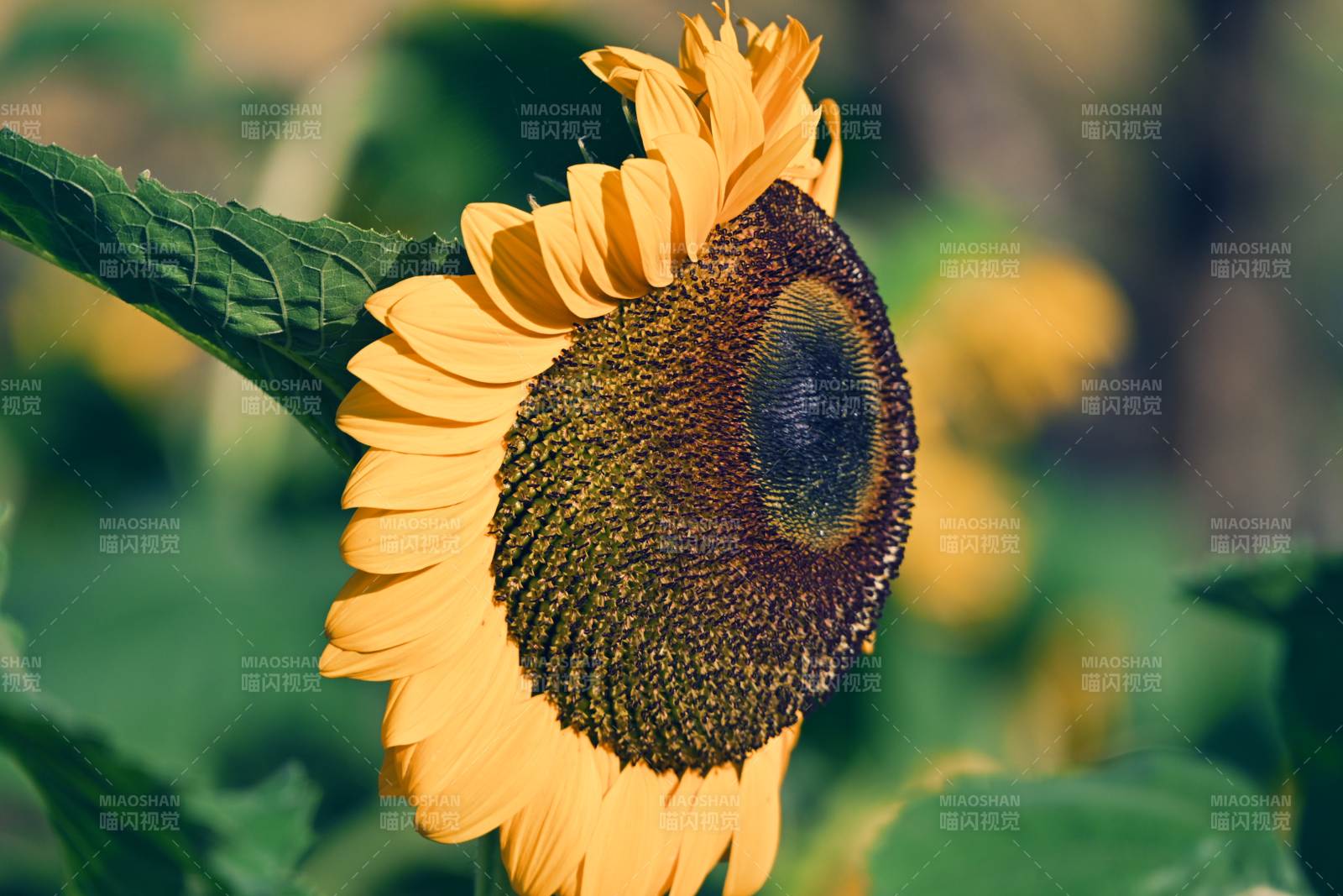 向日葵绽放图片