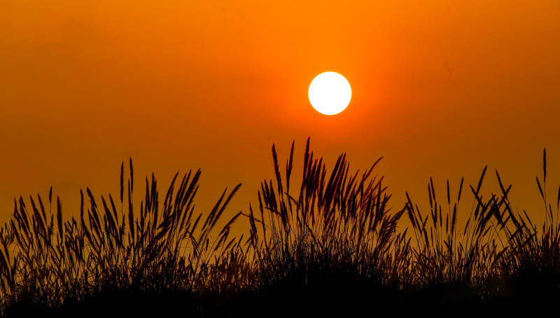 夕阳草影图片