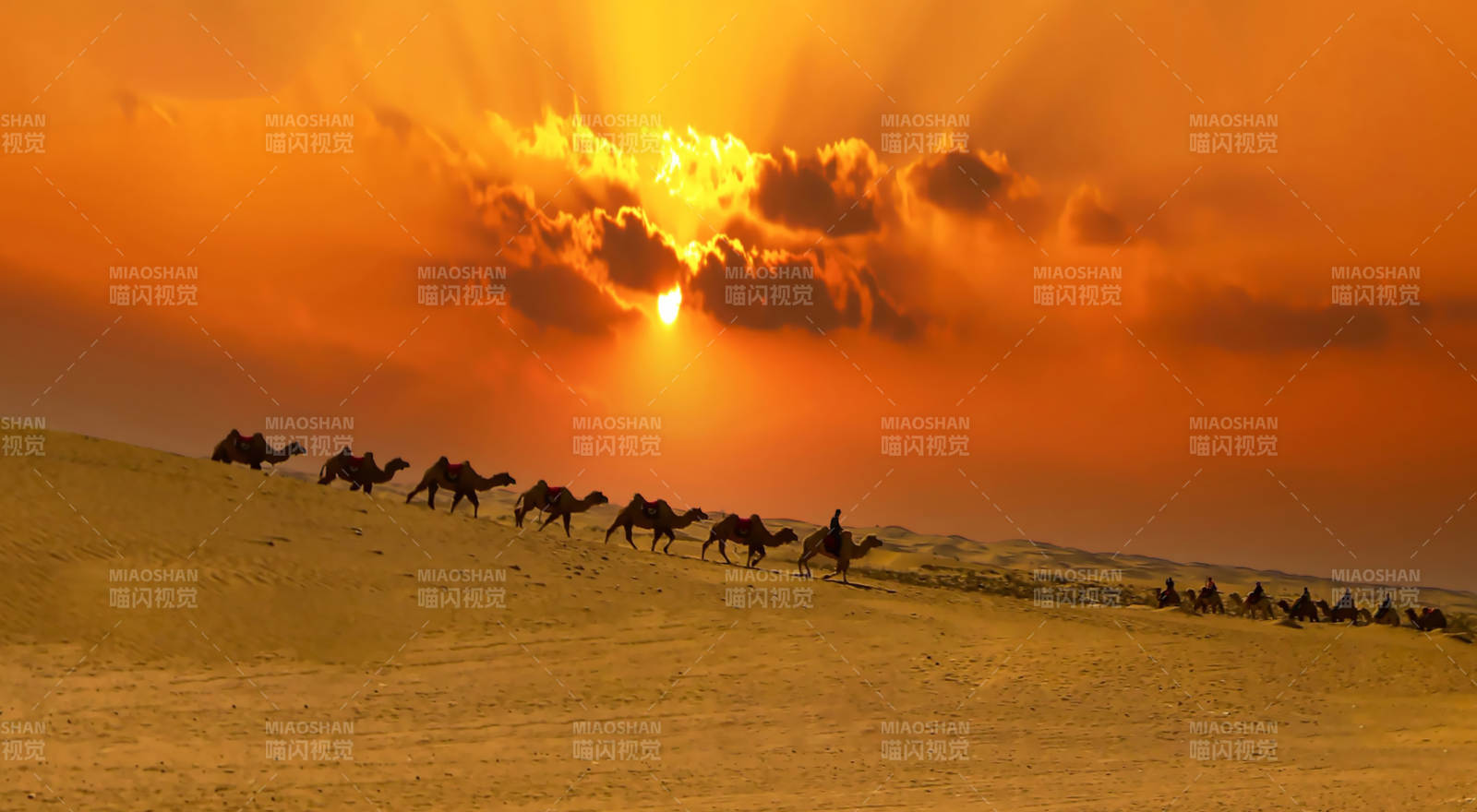 沙漠驼队夕阳行图片