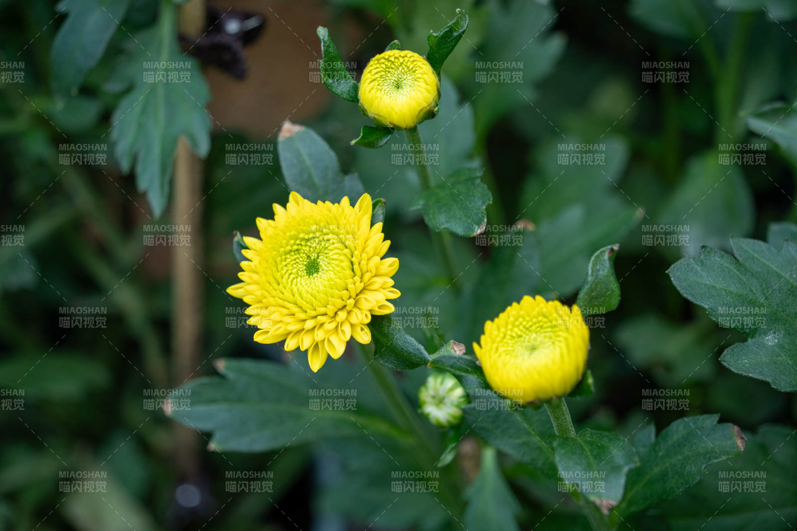 黄菊绽放绿叶间图片