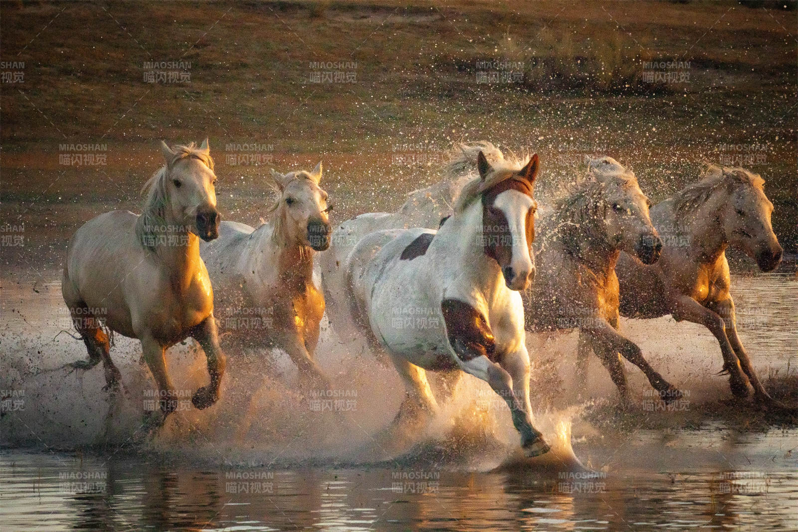 骏马奔腾水花飞溅图片