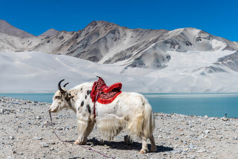 白沙山下的牦牛图片