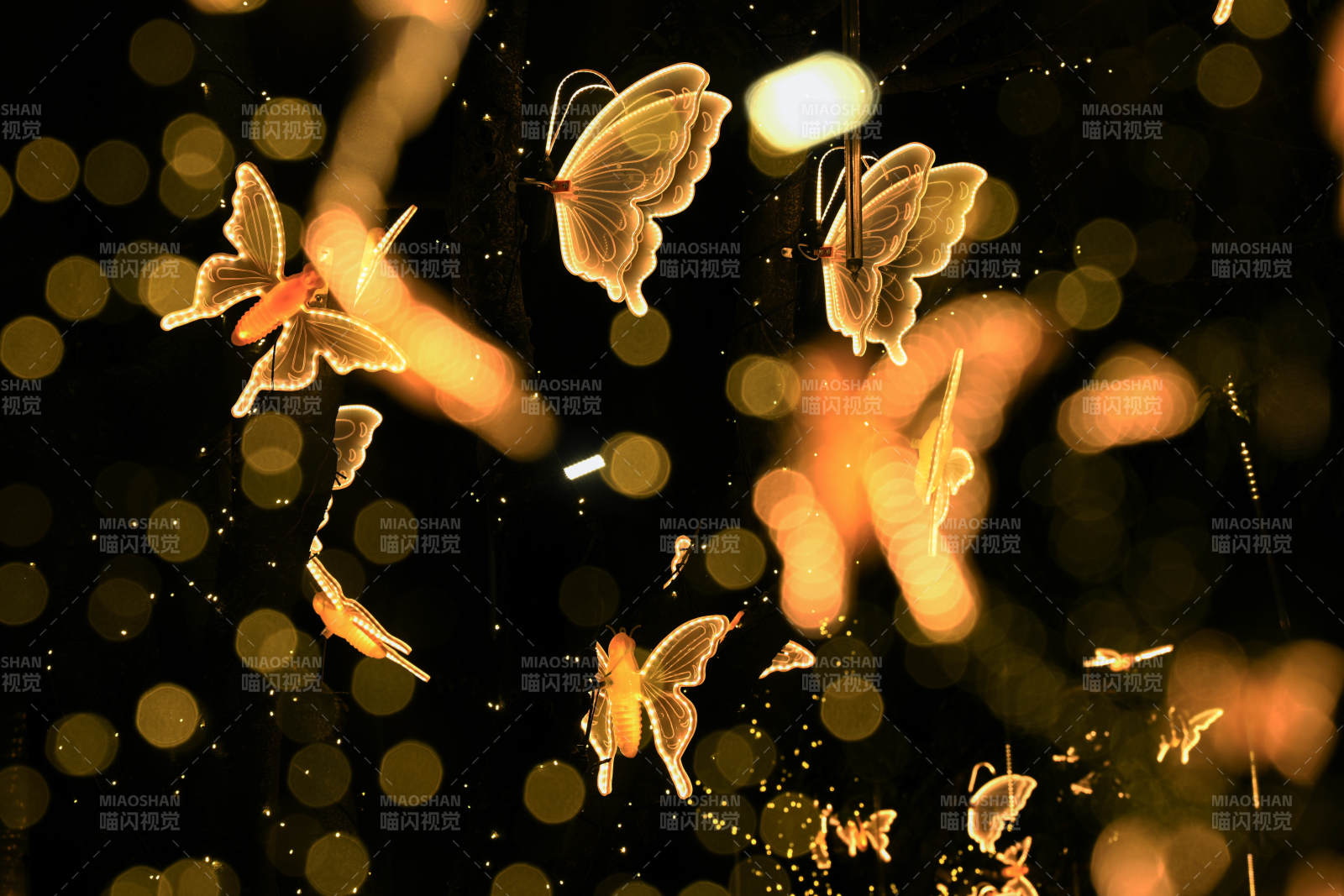 蝶影翩跹夜光中图片