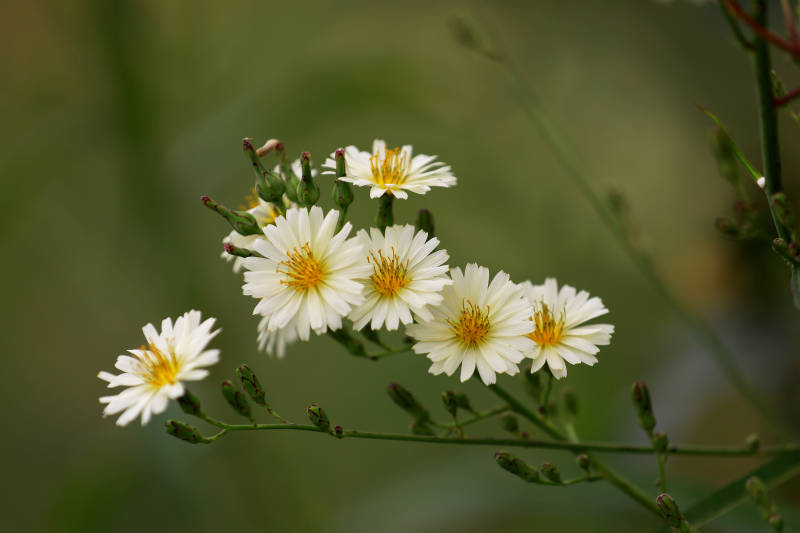 野花绽放自然美图片