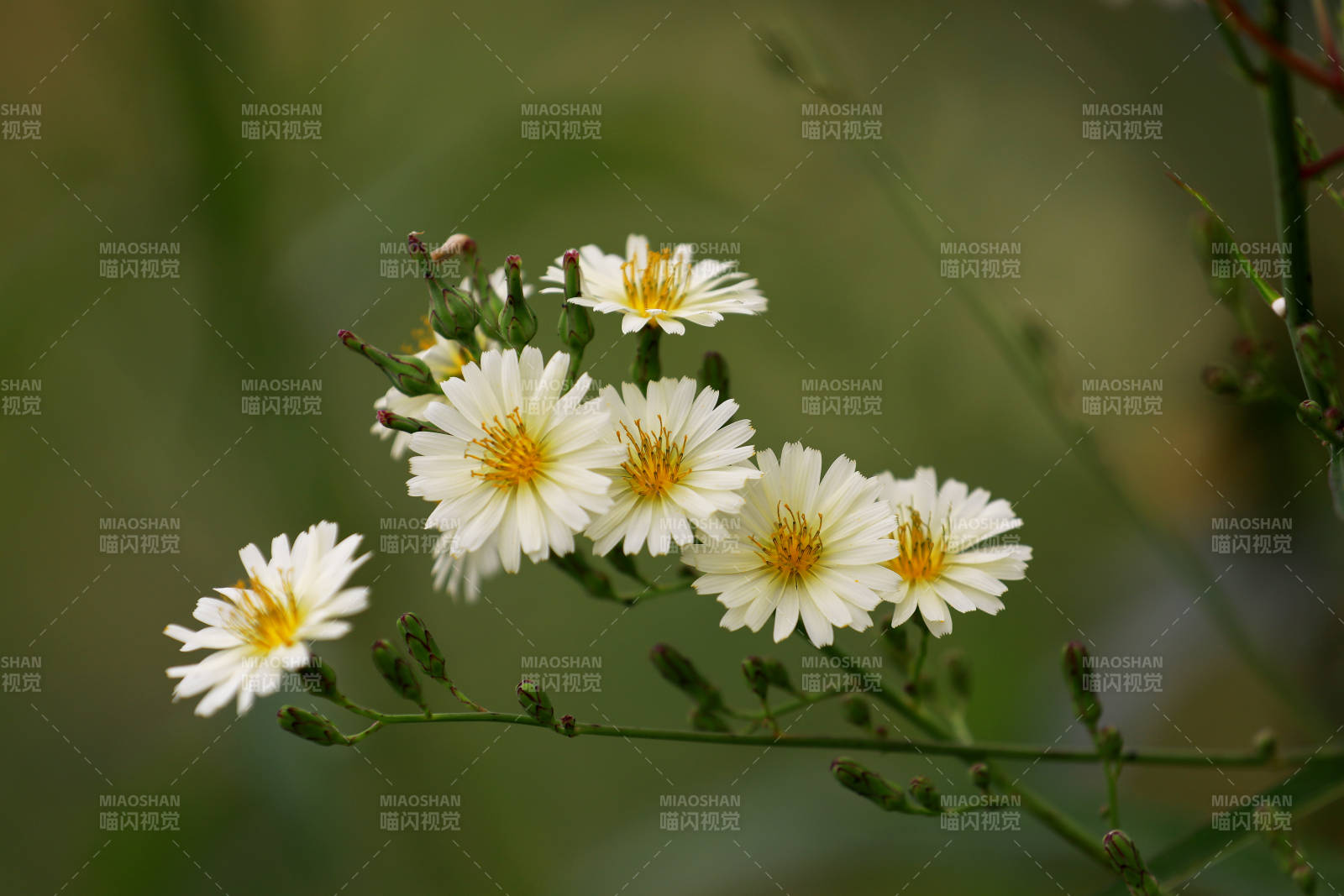 野花绽放自然美图片