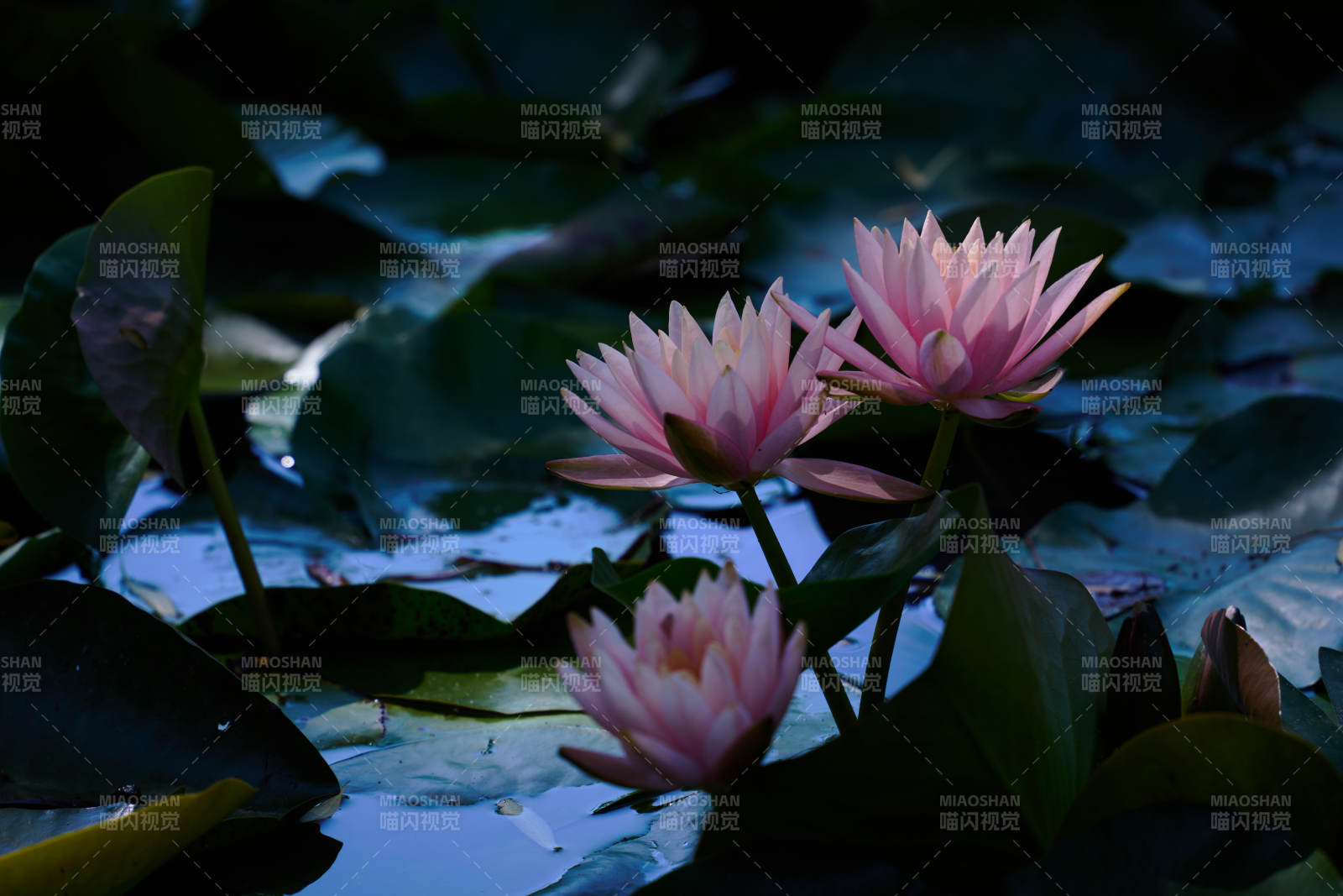 池中粉莲静绽放图片