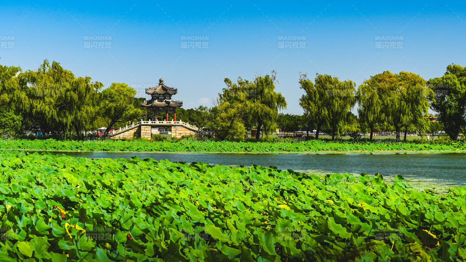 颐和园荷塘古亭美景图片