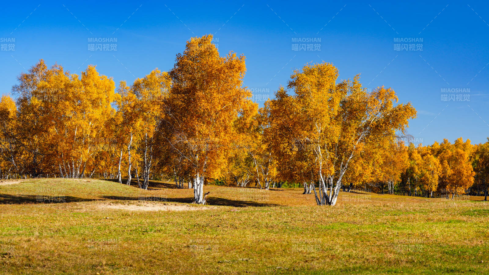 乌兰布统秋日金林美景图片