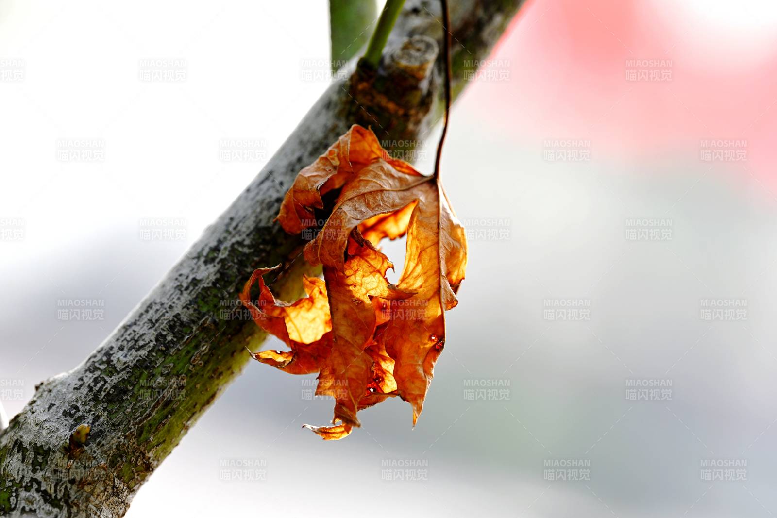 枯叶挂枝头图片