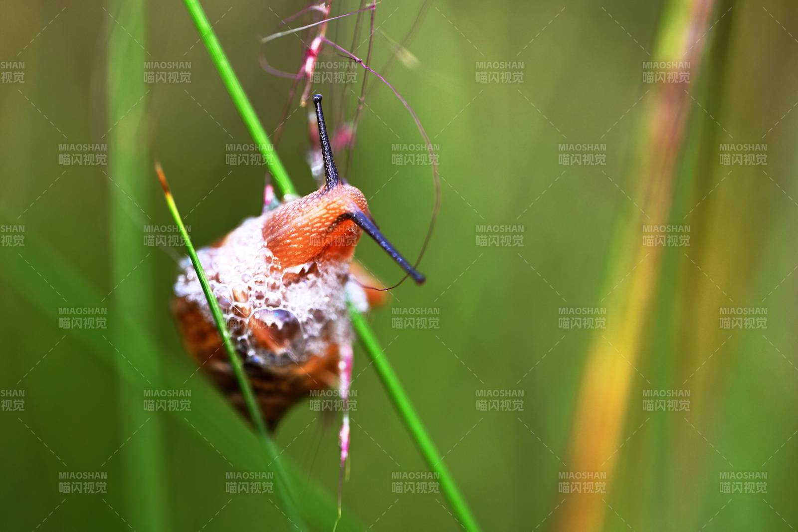 蜗牛爬行于草叶间图片