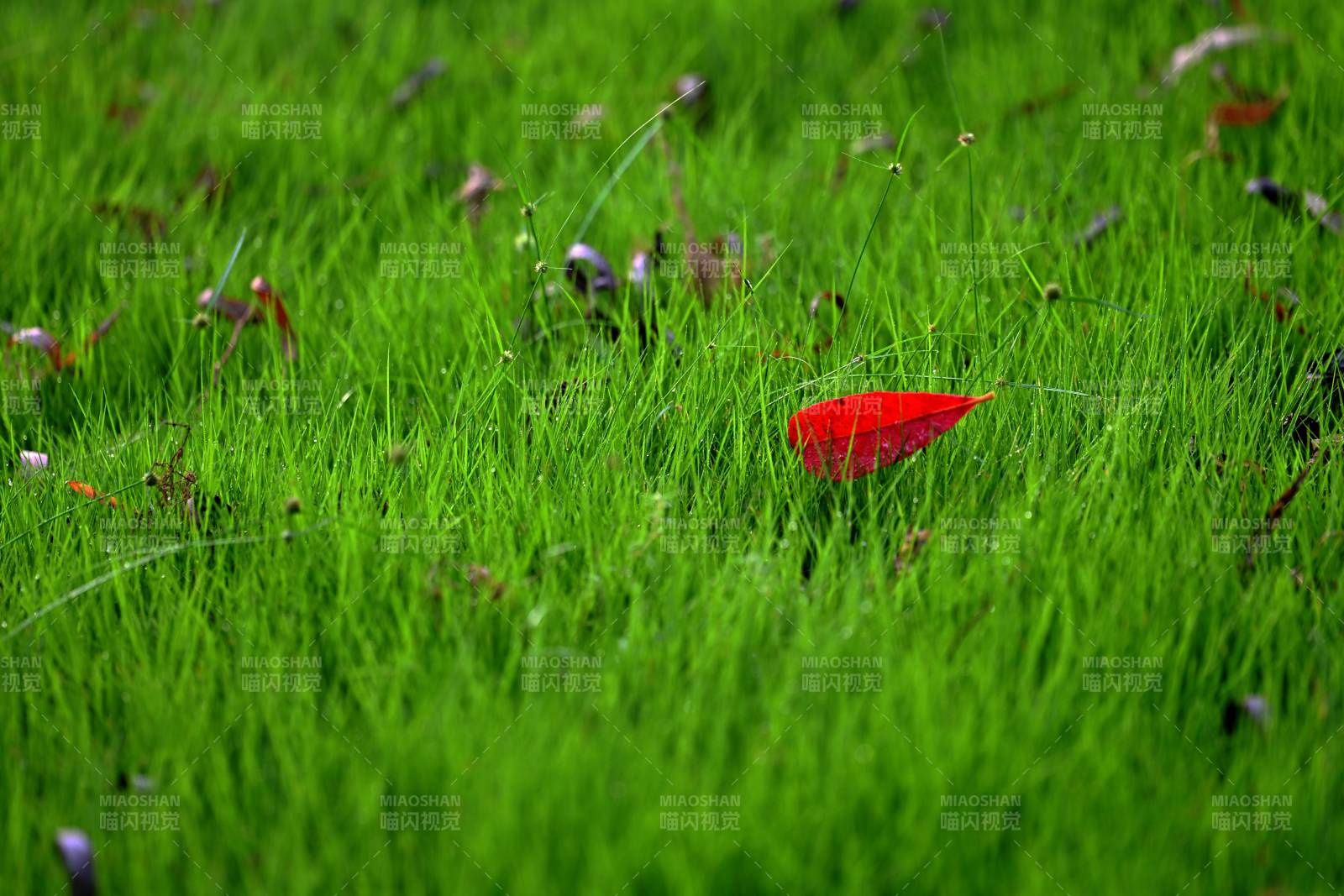 红叶绿草相映图片