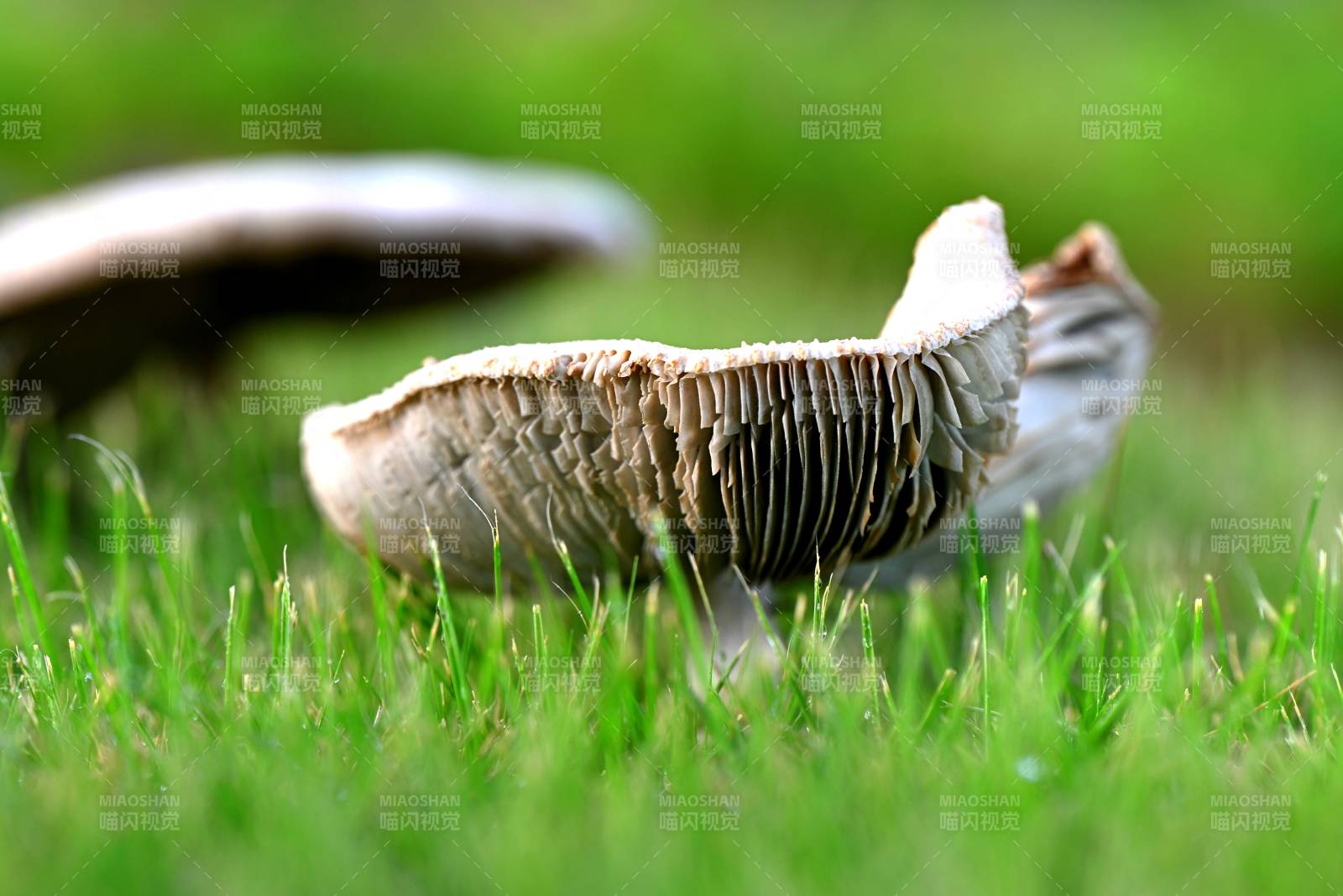 草地上的一朵蘑菇图片