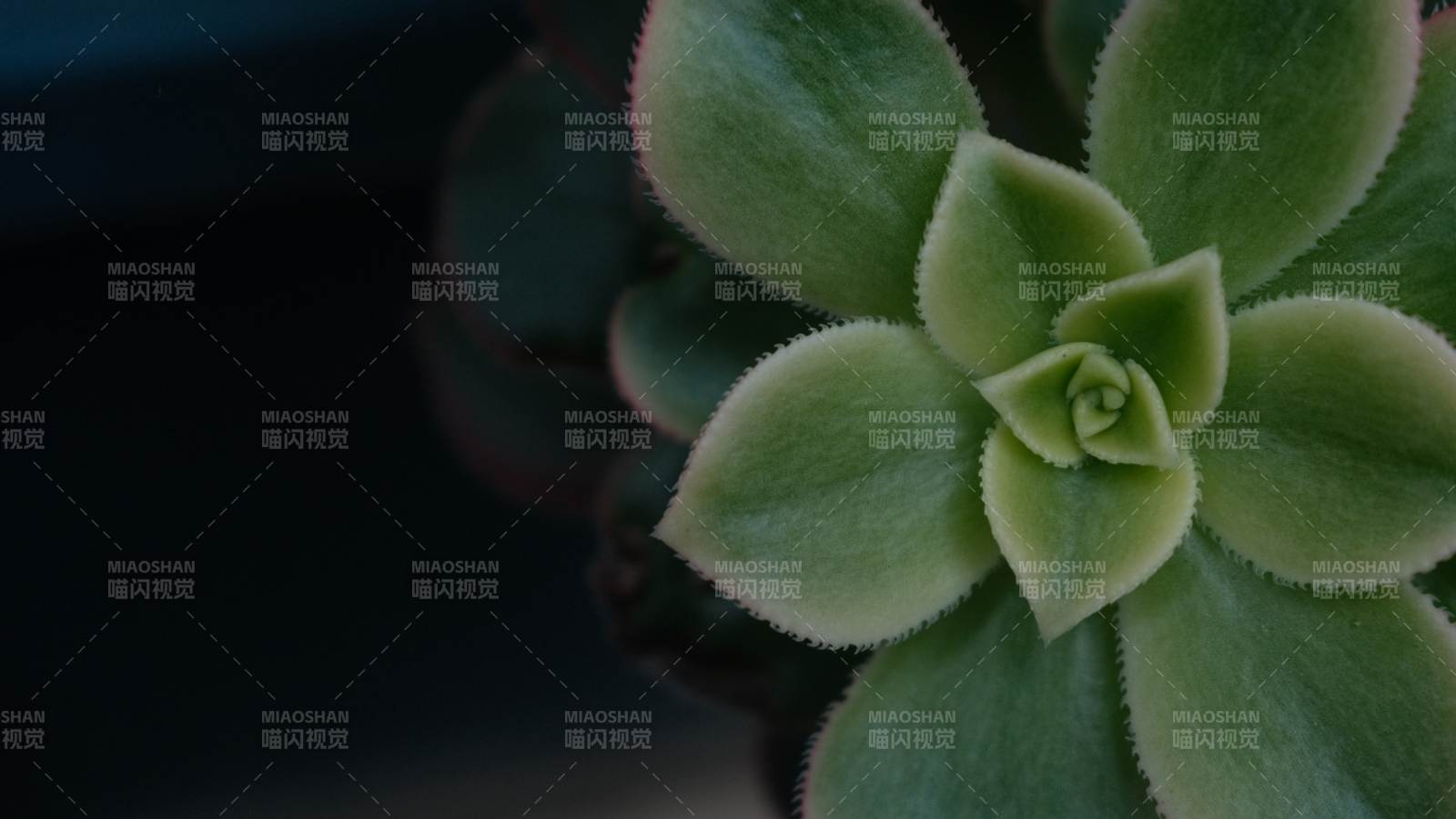 多肉植物特写图片