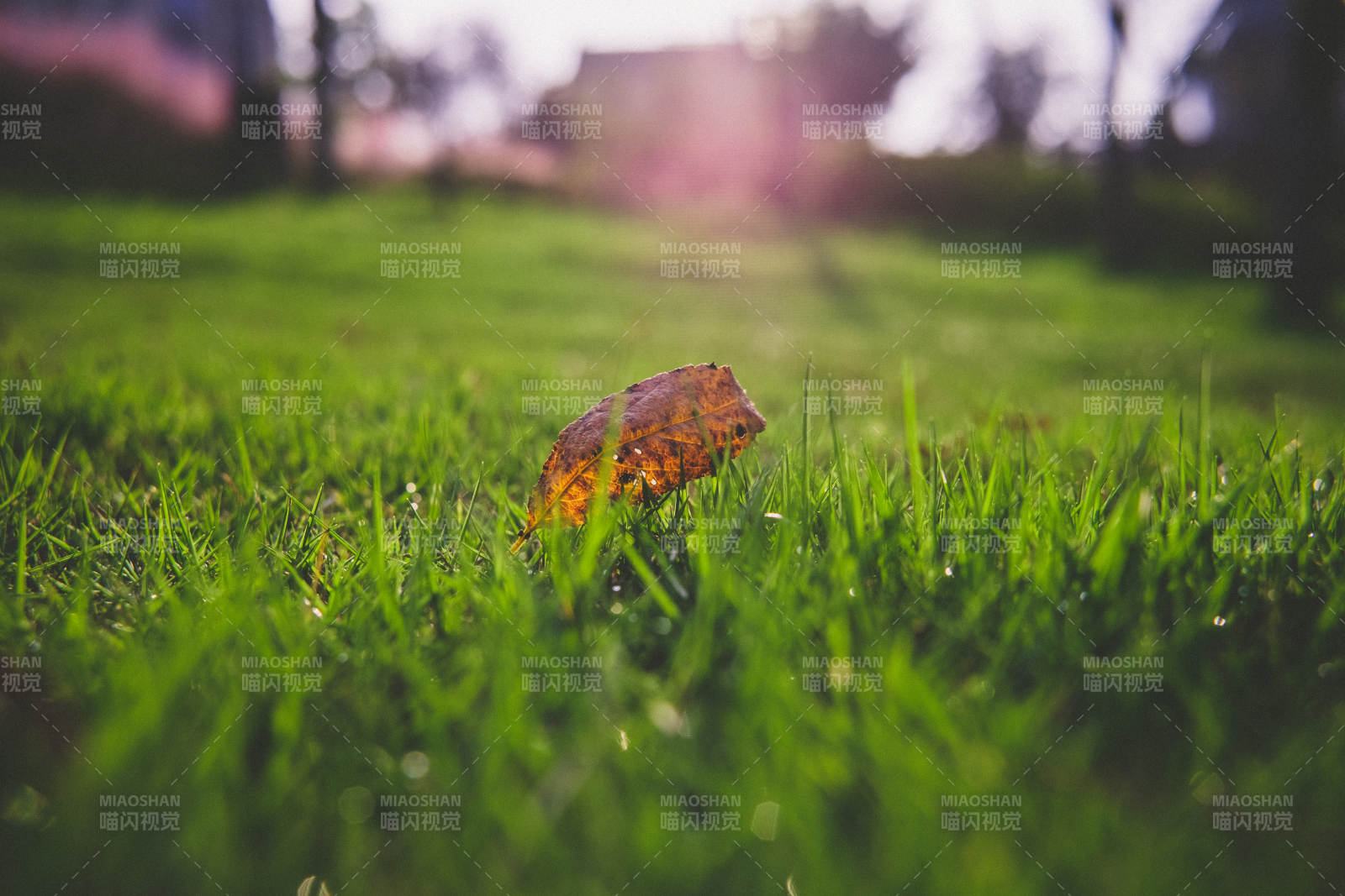 秋叶静卧绿茵中图片
