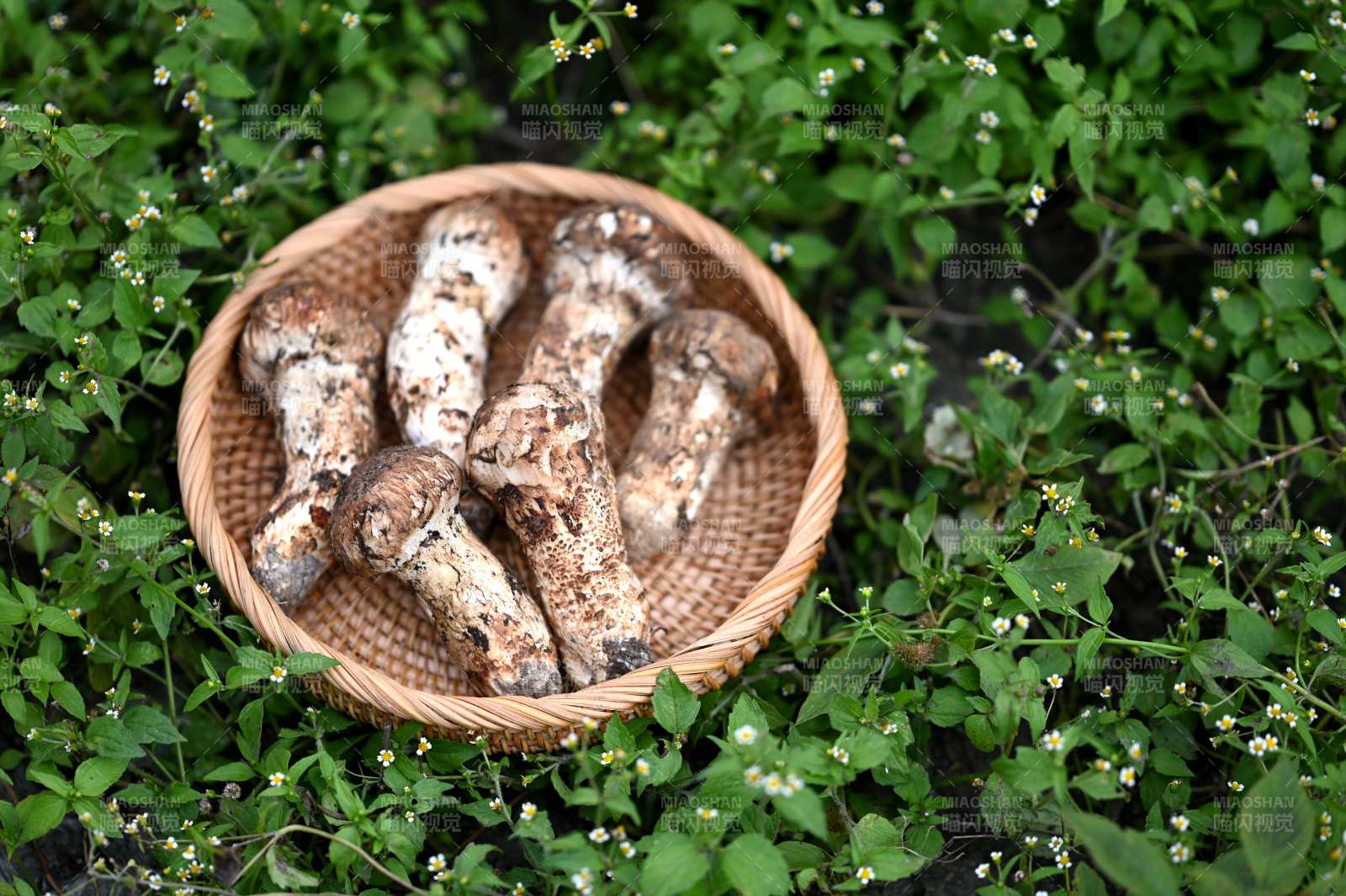 篮中松茸图片