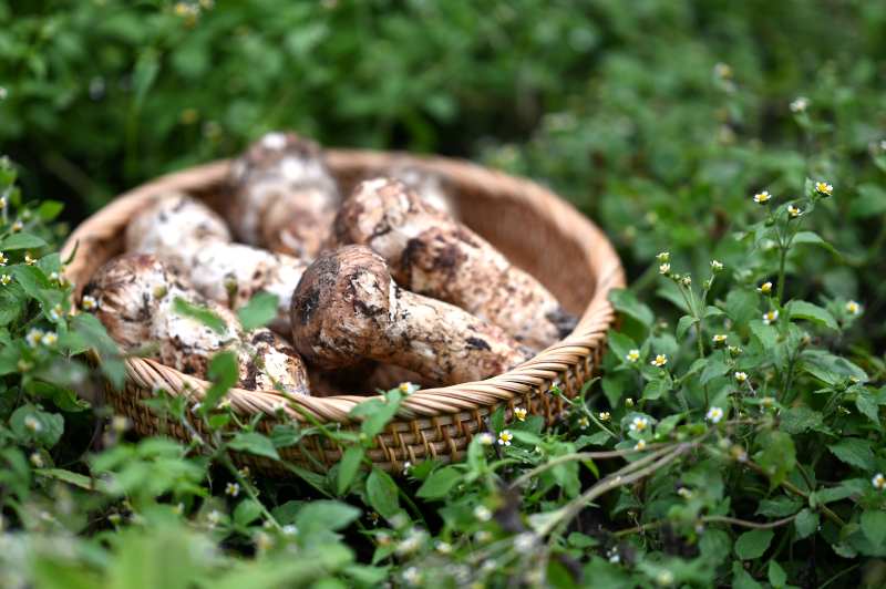 篮中松茸图片