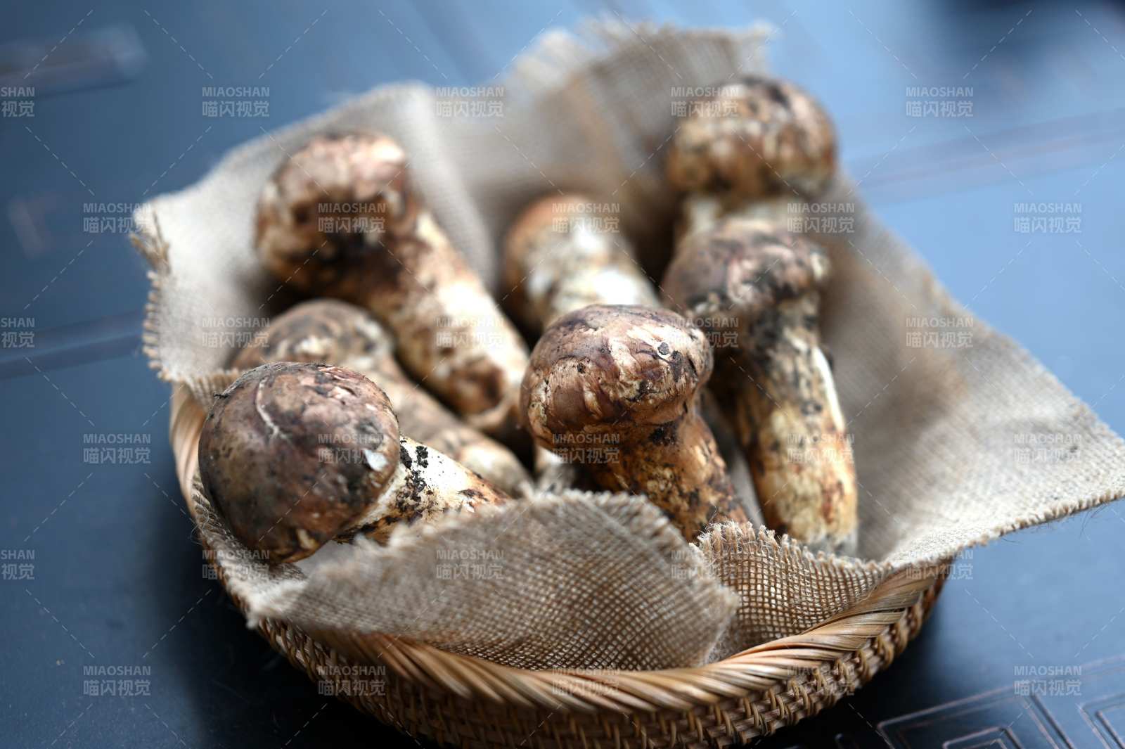 新鲜松茸菌图片