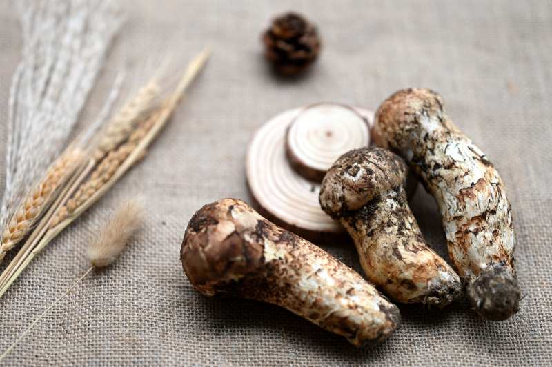 松茸静物图图片