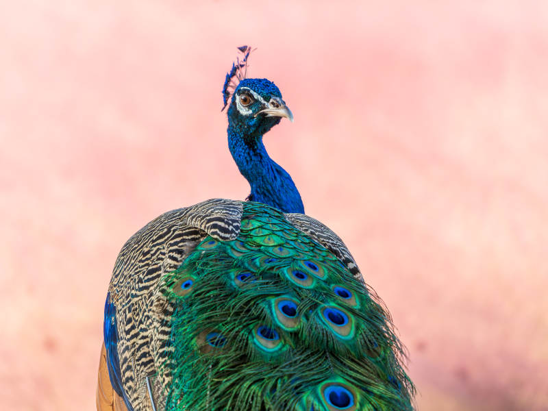 孔雀展羽 华美绝伦图片