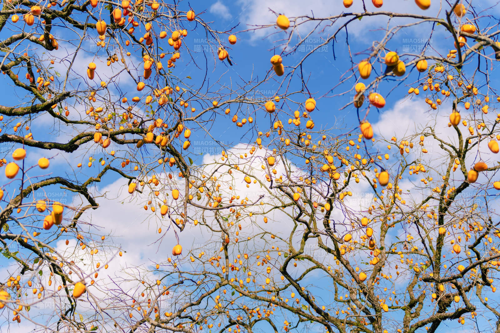 柿子挂枝头图片