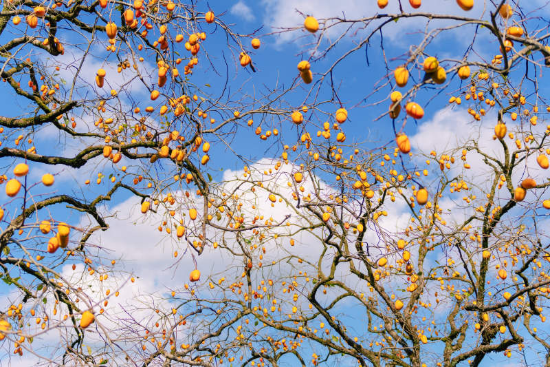 柿子挂枝头图片