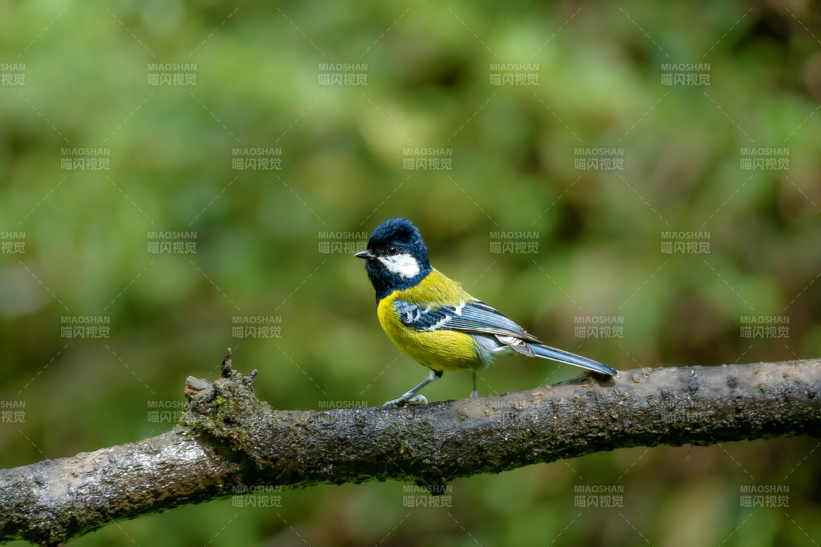 绿背山雀栖枝头图片