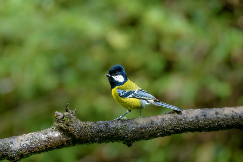绿背山雀栖枝头图片