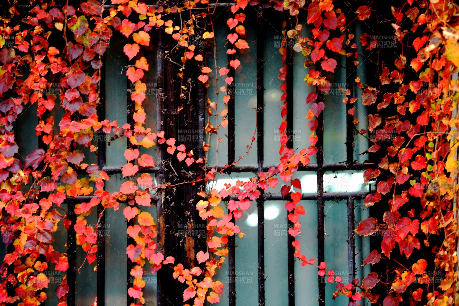 秋叶缠窗图片