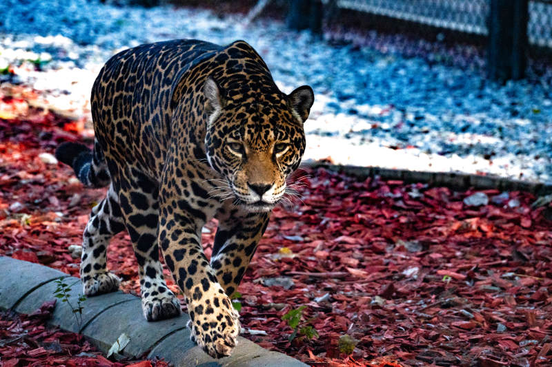 豹行落叶间图片