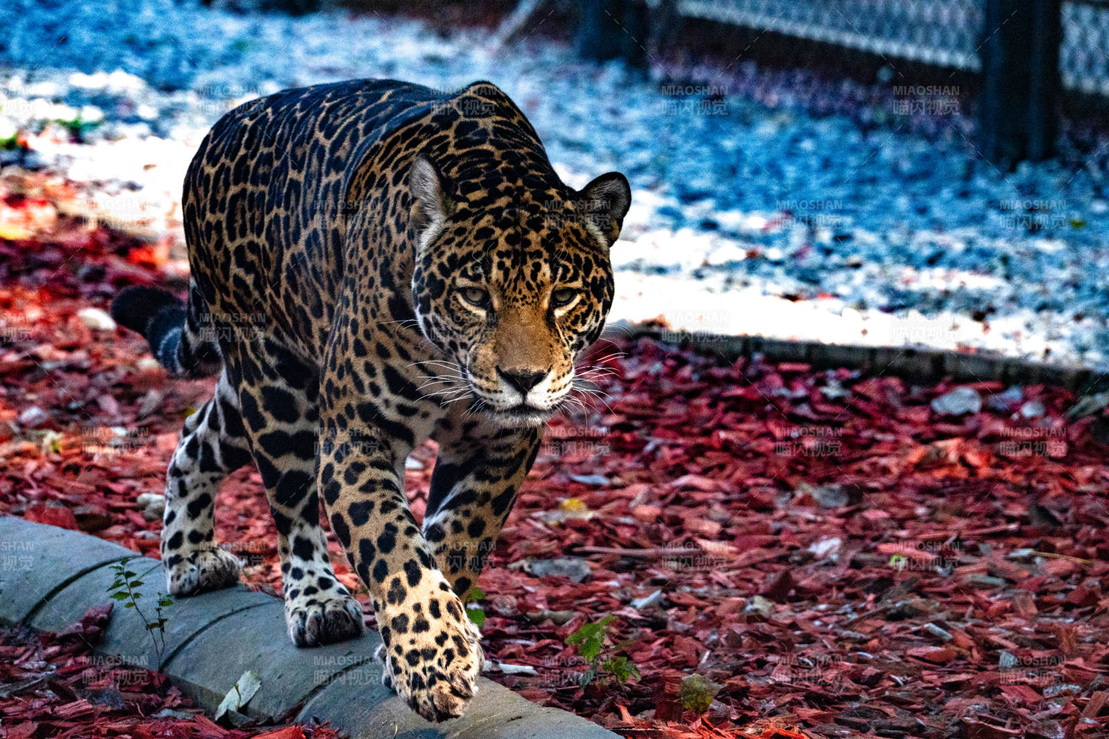 豹行落叶间图片