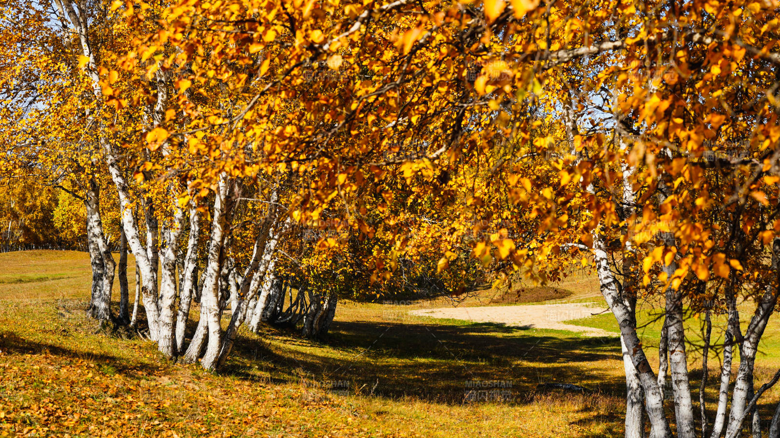 乌兰布统秋日桦林美景图片